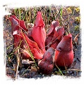 Sarracenia purpurea {Pine Barrens, Burlington Co., New Jersey, USA} [BCP ID# R-S5G] (20s)