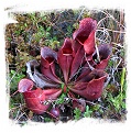 Sarracenia purpurea {Pine Barrens, Ocean Co., New Jersey, USA} [BCP ID# KP33] (25s)