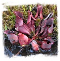 Sarracenia purpurea {Pine Barrens, Burlington Co., New Jersey, USA} [BCP ID# KP34] (25s)