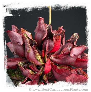 Sarracenia purpurea subsp. purpurea var. ripicola {Dorcas Bay, Bruce Peninsula, Ontario, Canada} (12s)