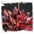 Sarracenia purpurea {introduced 100 years ago, near Geneve, Switzerland} (25s)