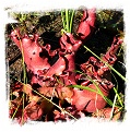 Sarracenia purpurea subsp. venosa {Hampstead, Pender Co., NC, USA} (20s)