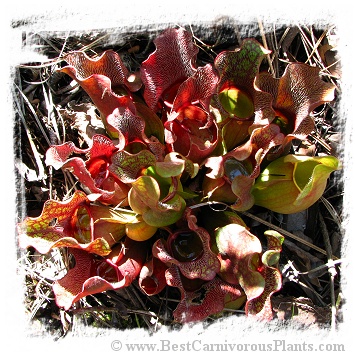 Sarracenia purpurea subsp. venosa {very red and hairy} / 1 adult plant, size 10-15 cm