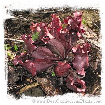Sarracenia purpurea subsp. venosa {mix of stunning red hairy forms} (15s)