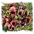 Sarracenia purpurea subsp. venosa  var. burkii (15s)