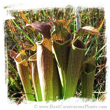 Sarracenia rubra ssp. gulfensis {mix of different forms} (20s)