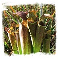 Sarracenia rubra ssp. gulfensis {mix of different forms} (20s)