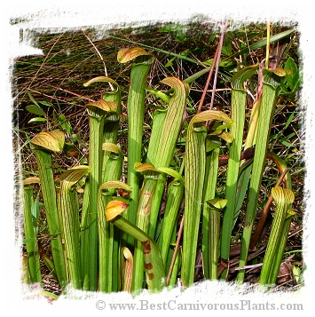 Sarracenia rubra subsp. rubra {Brunswick Co., North Carolina, USA} [BCP ID# R-S1C] (10s)