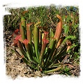 Sarracenia rubra subsp. wherryi {mix of different forms} (20s)