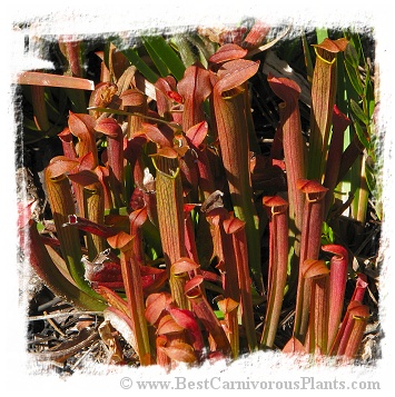 Sarracenia rubra subsp. wherryi {Washington Co., Alabama, USA} [BCP ID# R-S1G] (15s)