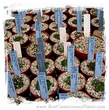 Utricularia {mix of species} (30s)