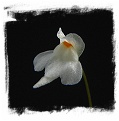 Utricularia amethystina {white flower, Auyan Tepui}