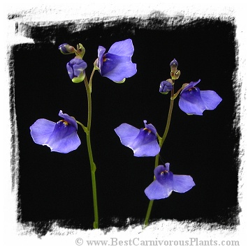 Utricularia biloba {Moolooaba, Queensland, AU}