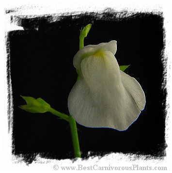 Utricularia calycifida {cv. Lavinia Whateley, white flower} (15s)