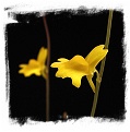 Utricularia chrysantha {yellow flw.}