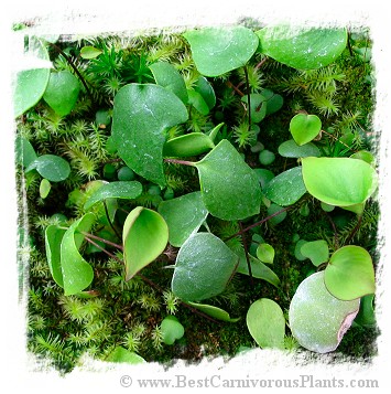 Utricularia geminiloba