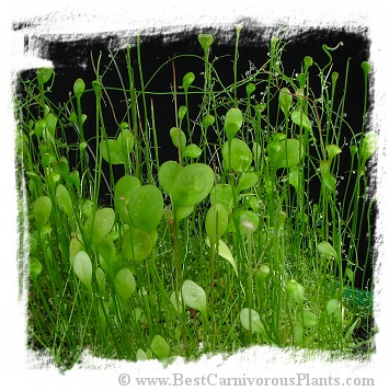 Utricularia humboldtii