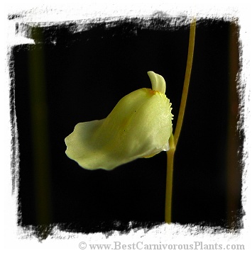 Utricularia livida {lemon flower, Zambia}