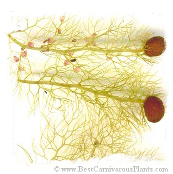 Utricularia macrorhiza {Canada} (12s)