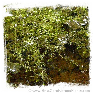 Utricularia minor {Czech Rep.} / 10+ plants