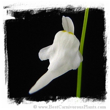 Utricularia minutissima {white flower, Gunung Jerai, Malaysia} (20s)