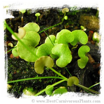Utricularia reniformis {f.courte}