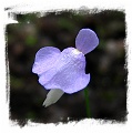 Utricularia simplex {Karridale, WA}