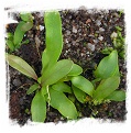 Utricularia aff. longifolia {Diamantina, Brazil}