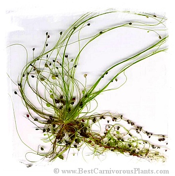 Utricularia volubilis {SW Australia} / 1+ plants