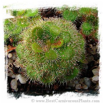 Drosera spec. Pretty Rosette {South Africa}