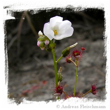 Drosera fimbriata / 3+ tubers