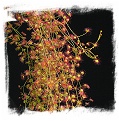 Drosera macrantha ssp. macrantha / 1 tuber