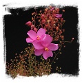 Drosera menziesii ssp. menziesii {clone 2, SS} / 2+ tubers