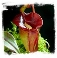 Nepenthes jacquelineae {Gunung Lasuang, Sumatra, Indonesia} / 1+ plants, size 2-6 cm