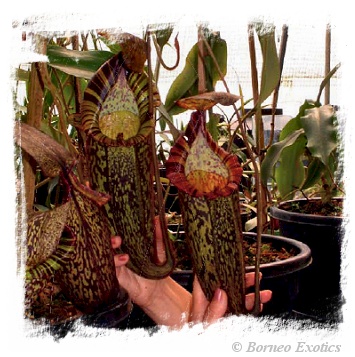 Nepenthes spectabilis {Giant} / 4-7 cm